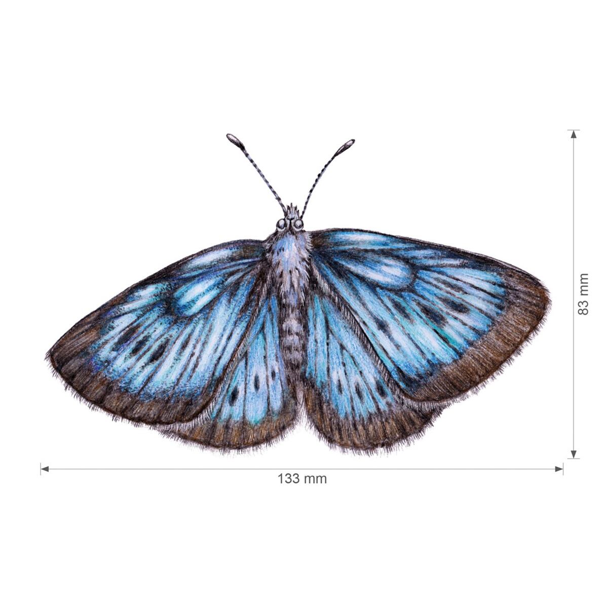 Lesní svět Nažehlovačka S - Mix modrásek, chrobák, vlaštovka