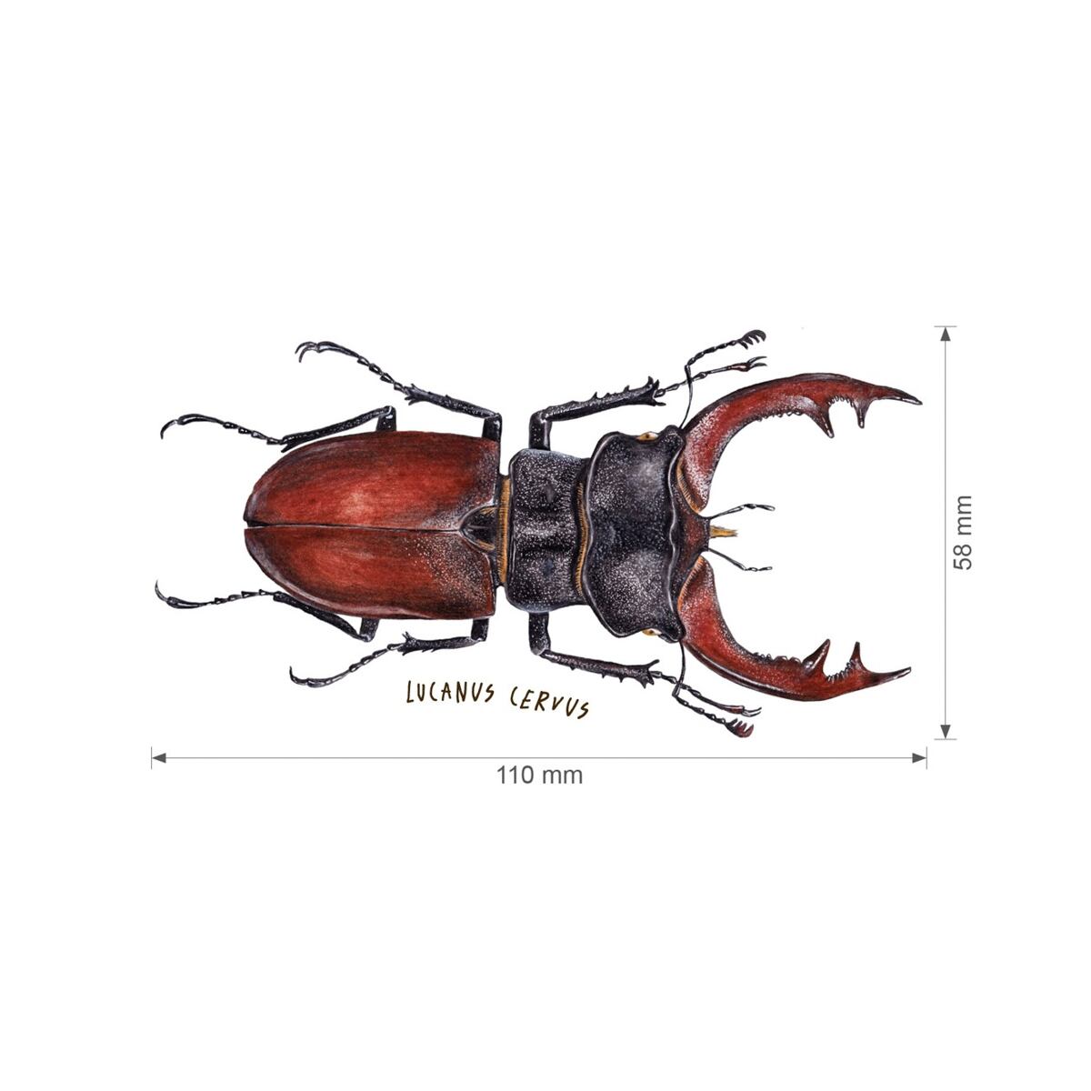 Lesní svět Nažehlovačka S - Mix slunéčko, roháč, mravenec